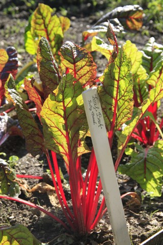 September, Chard, Kitchen Garden