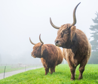 Heligan Highland Cows Looking Left