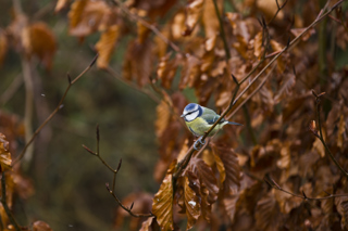 Blue Tit In Winter Beech Winter