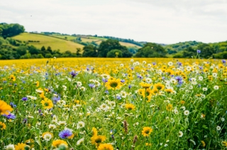 Wildflower Meadow
