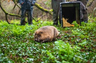 Beaver Release in woods