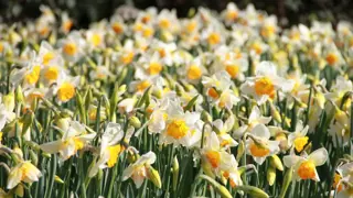 Daffodils 1250 827 S C1