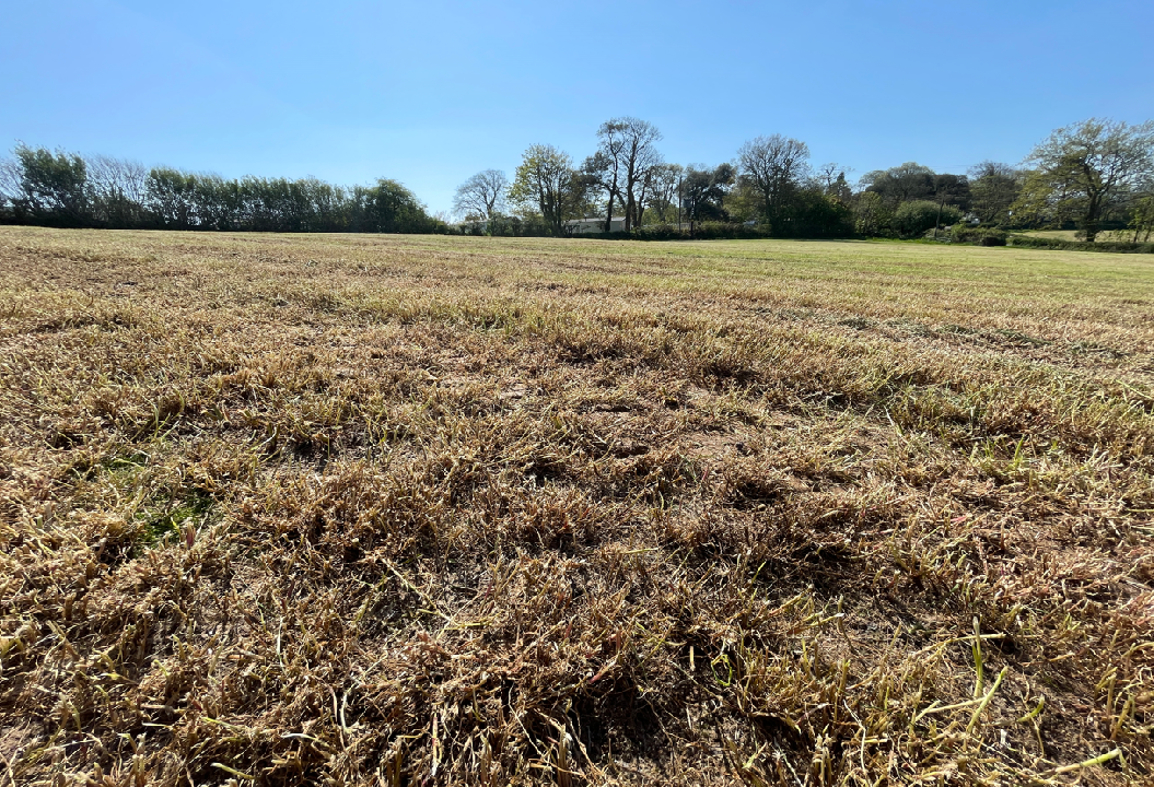Island Field Heligan Gardens Ltd