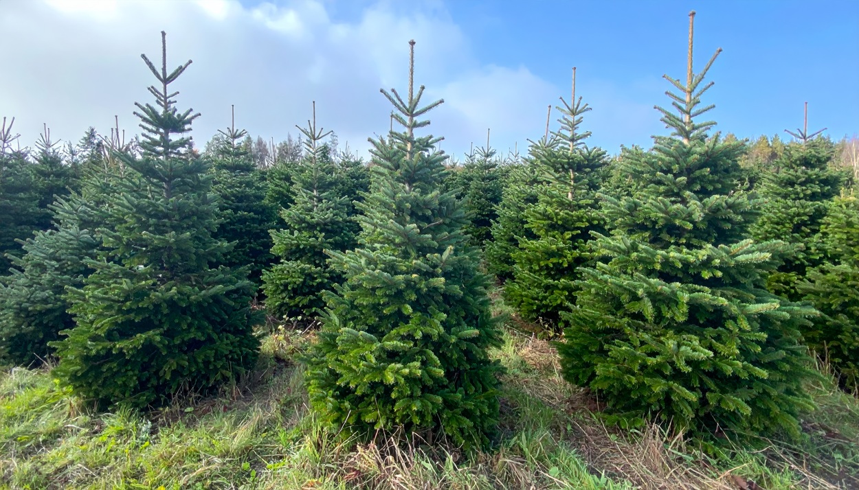 Christmas Trees At Heligan