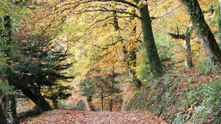 The Lost Gardens Of Heligan Cornwall Woodland 1 1250 827 S C1