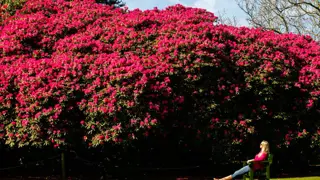 Heligan Rhododendrons 1250 827 S C1