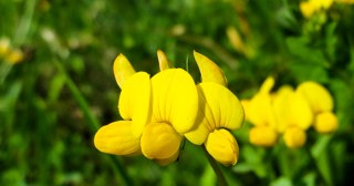 Common Bird Foot Heligan