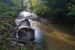 Heligan Log Flood