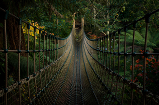 Jungle Rope Bridge