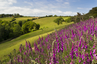 Foxgloves In Lantavy Looking To Peruppa 02 06 11