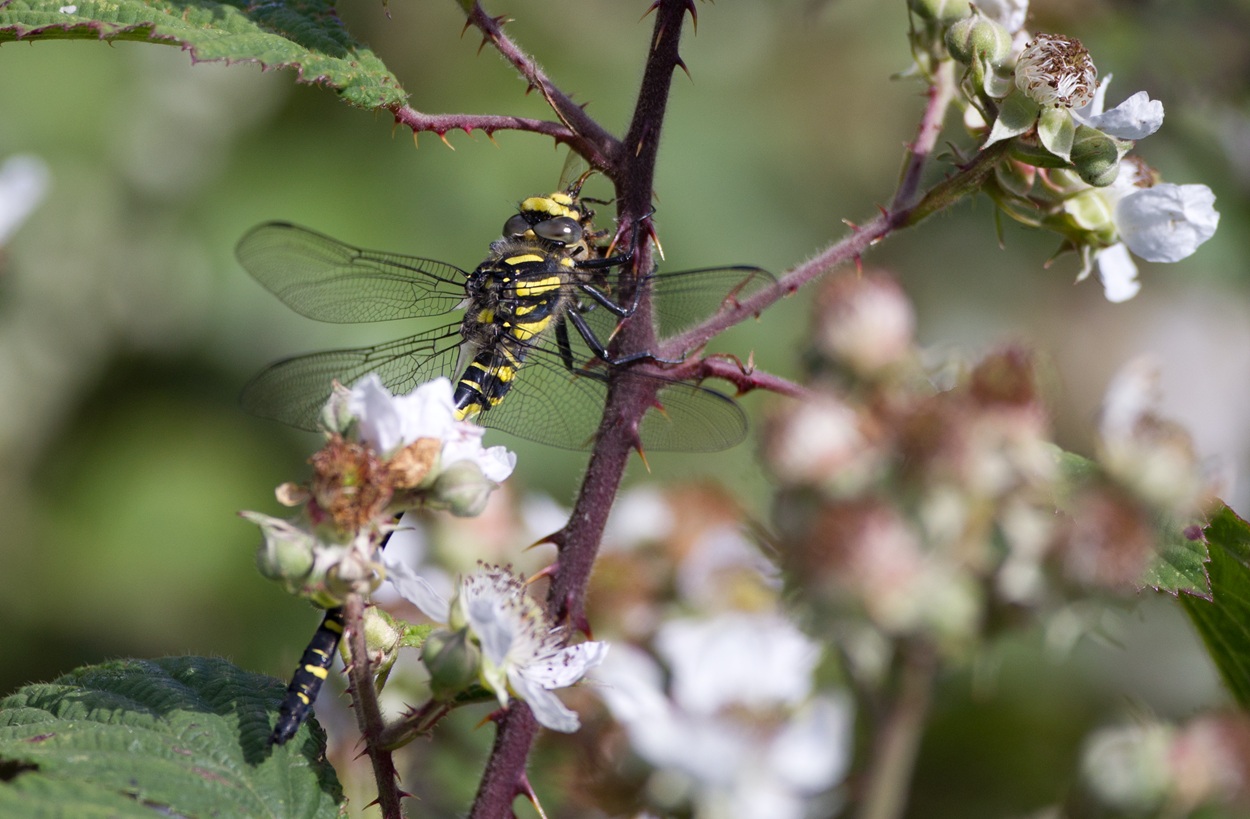 Golden Ringed Dragonfly