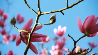 Heligan Magnolia 2 1250 827 S C1