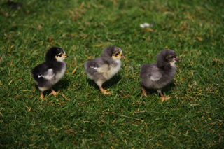 Easter Chicks