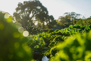 Productive Garden Tours