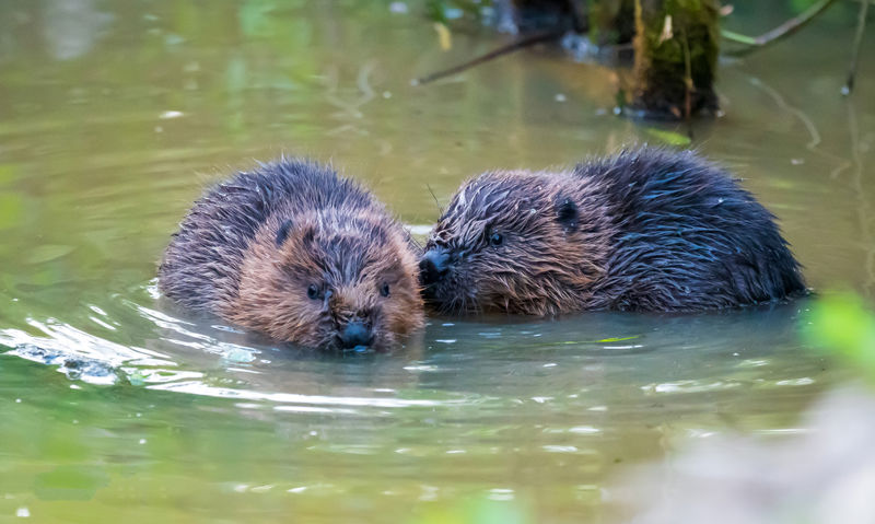 Beaver Kits Cornwall