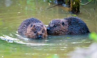 Beaver Kits Cornwall