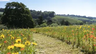 Heligan Wildflower Meadow 725 425 S C1