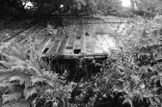 The Lost Gardens Of Heligan Cornwall Flower Garden 2 1250 827 S C1