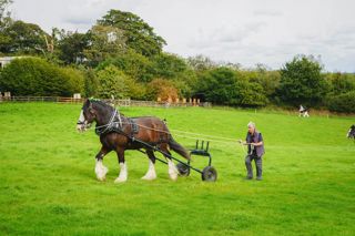 Heavy Horses Heligan