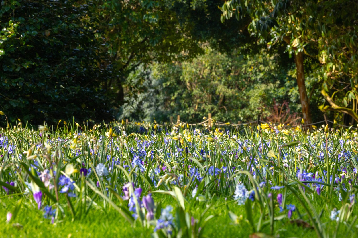 Heligan Wave Of Bulbs