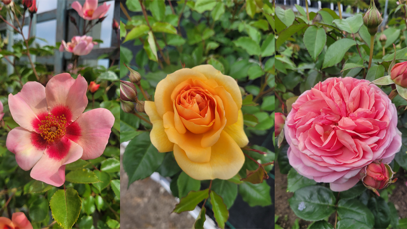 Cornish Rose Company