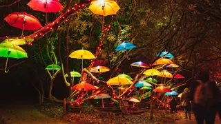 Heligan Night Garden