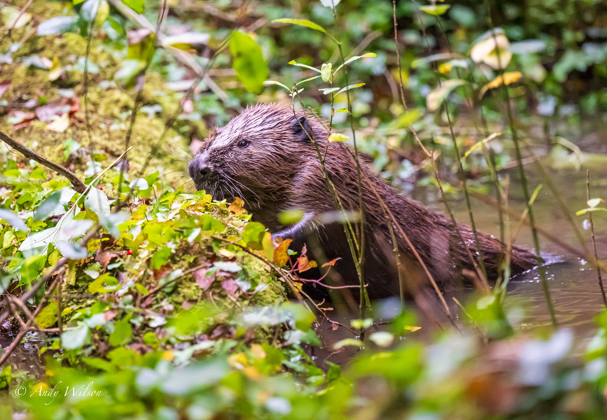 Heligan Beaver Tour