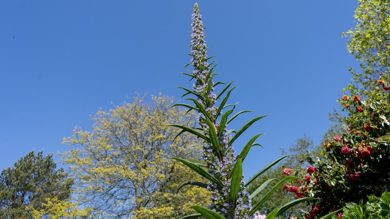 Echium