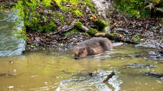 Heligan Beaver Release green wetland Heligan Estate